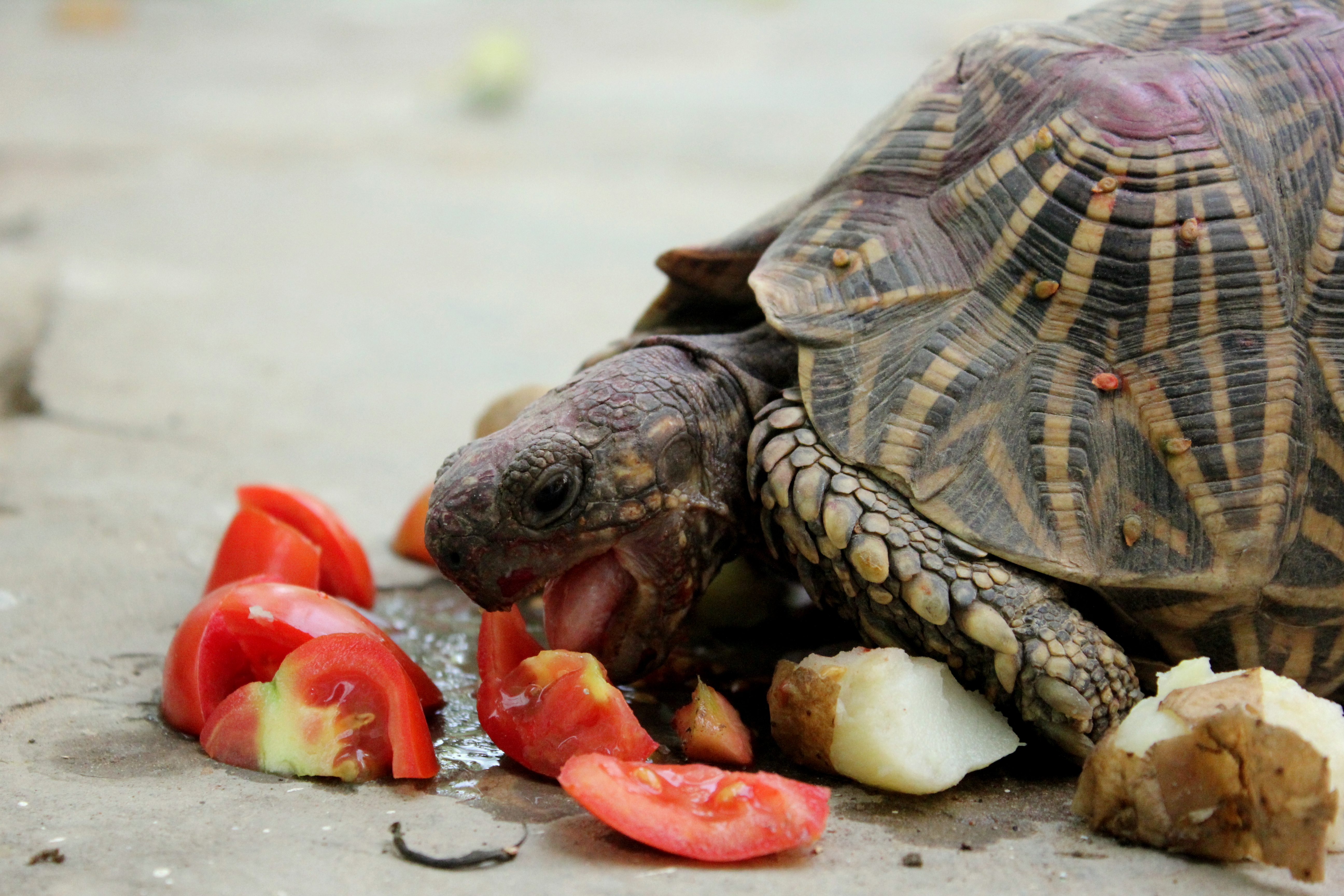 Ловить черепаху. Красноухая черепаха. Что едят черепахи. Морская черепашка. Грифовая черепаха.